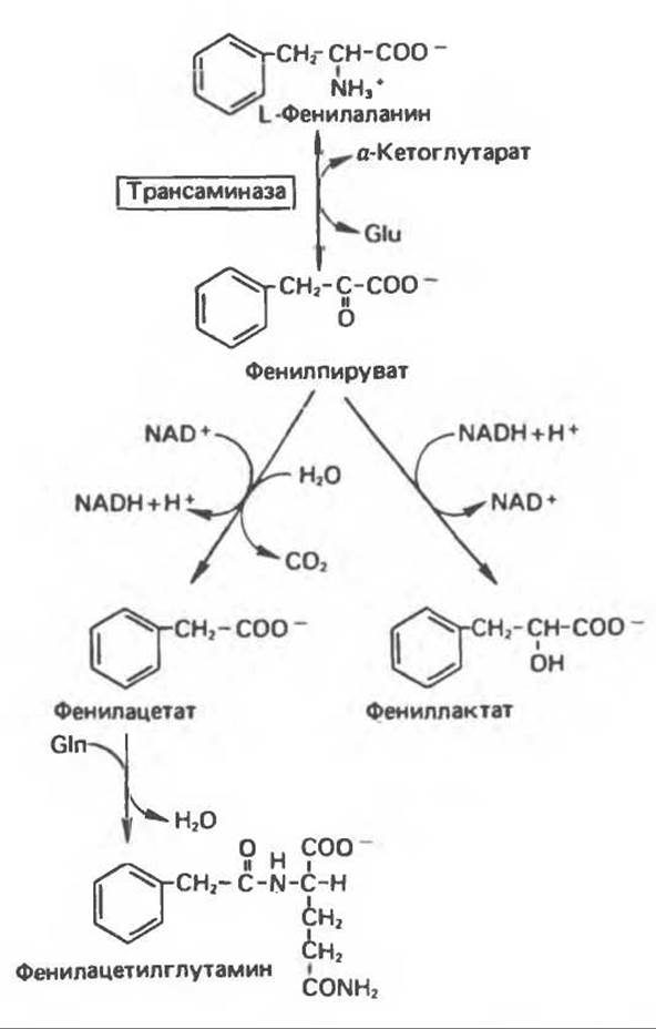 Ферменты фенилаланина. Альтернативный путь превращения фенилаланина. Схема альтернативного пути превращения фенилаланина. Пути катаболизма фенилаланина. Альтернативный путь катаболизма фенилаланина.