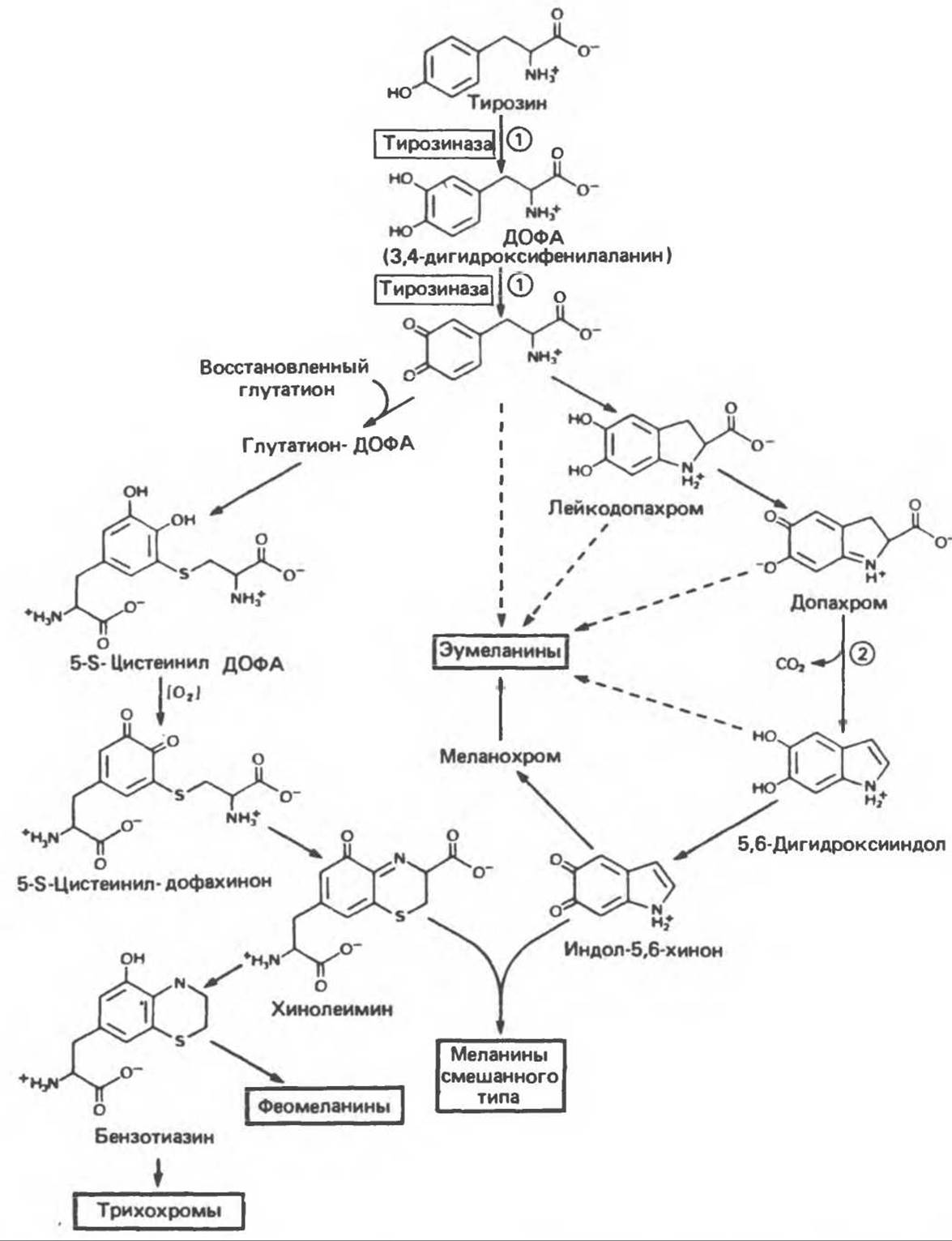 Превращение аминокислот в белки. Схема синтеза меланина. Метаболическое превращение аминокислот схема. Схема синтеза пигментов меланина биохимия. Схема синтеза меланинов.