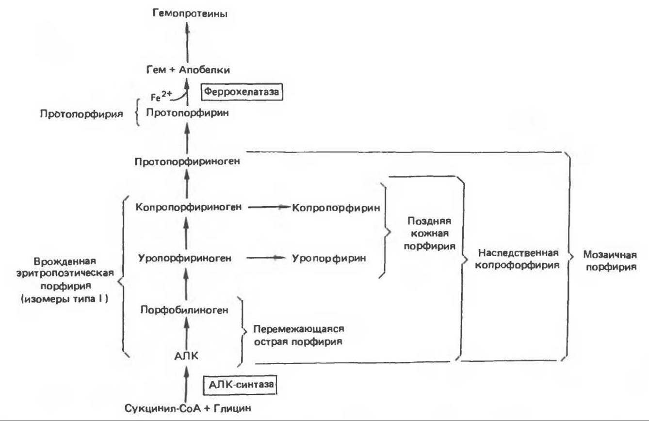 Обмен желчных пигментов. Механизм биосинтеза порфиринов. Алк синтаза. Порфирины в моче. Внутриклеточный обмен белков.