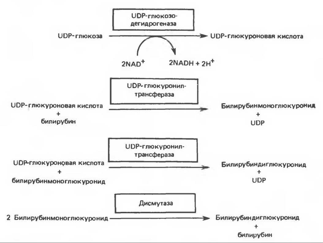 Катаболизм гема и образование желчных пигментов схема с указанием ферментов