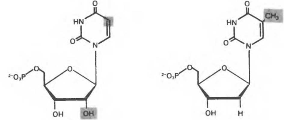 3 уридиловая кислота гидролиз. Приведите схему дефосфорилирования 5´-дезоксиадениловой кислоты. Молекула тимидилового нуклеотида. 5 Тимидиловая кислота. 5 Дезоксиадениловая кислота.