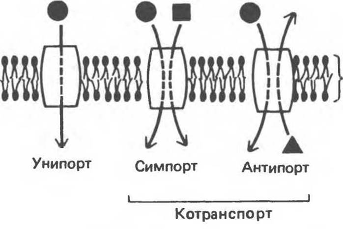 Возможен ли одновременный трансмембранный перенос ионов калия и натрия по схеме унипорта