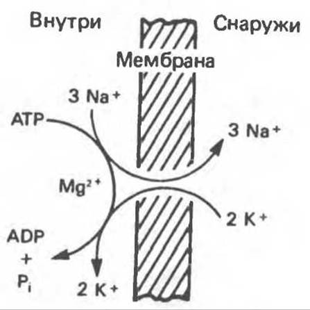 По какой схеме возможен одновременный трансмембранный перенос ионов калия и натрия