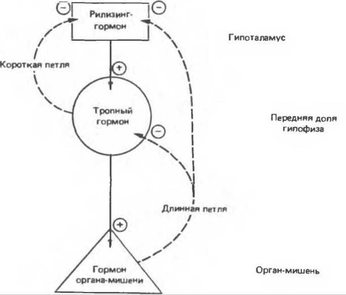 Симпатоадреналовая система схема