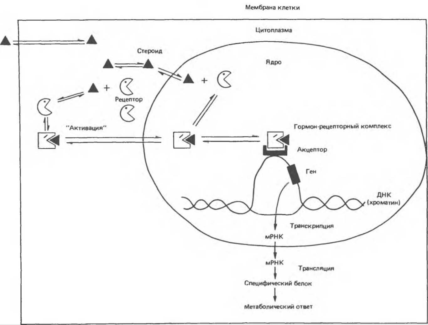 Механизм действия гормонов на клетку. Механизм действия стероидных гормонов схема. Механизм действия стероидных гормонов биохимия схема. Механизм действия стероидных гормонов. Инактивация стероидных гормонов.