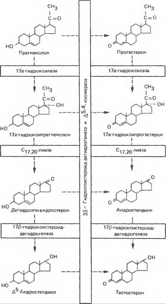 Схема образования тестостерона