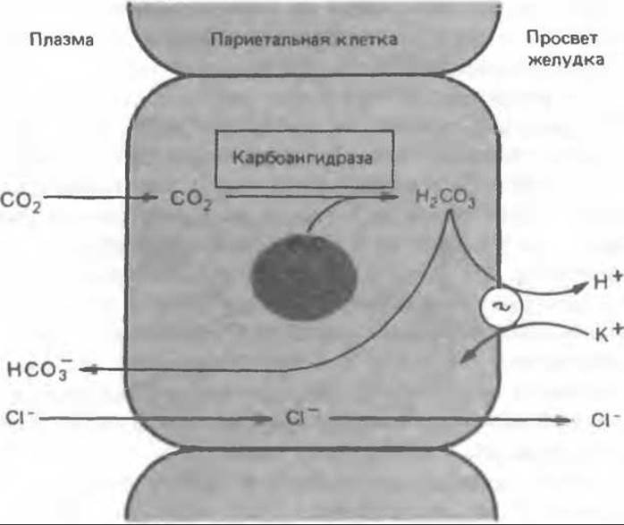 Схема образования соляной кислоты