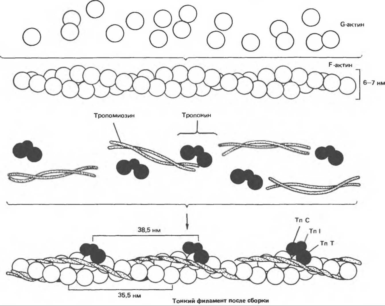 Сократительные белки. Актин тропонин тропомиозин схема. Схема взаимопревращения g$актина и f$актина. Актин сократительный белок.