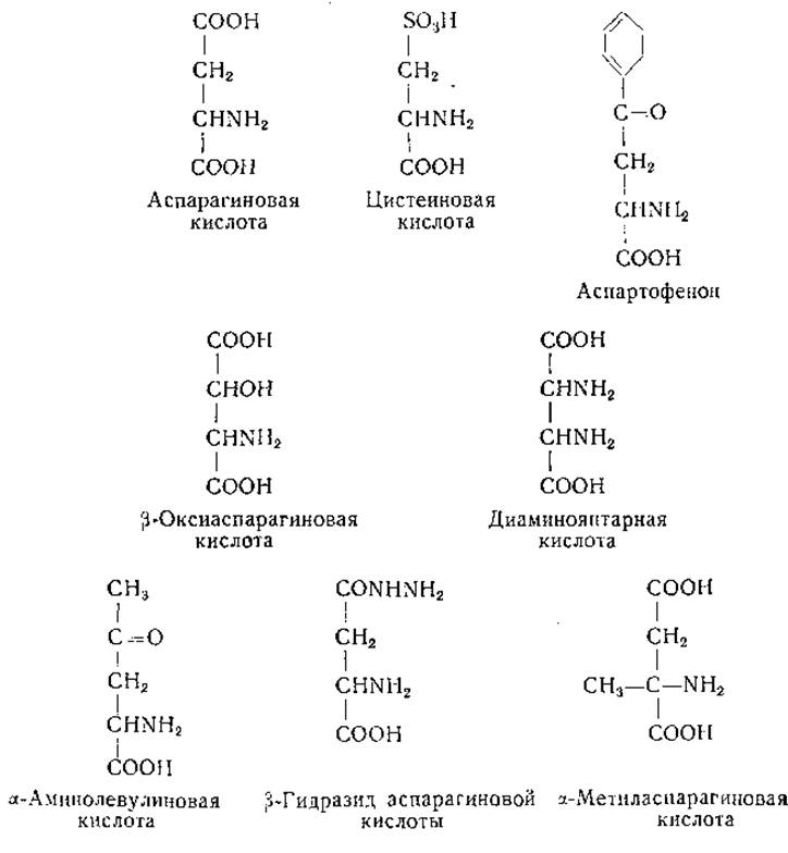 Аспарагиновая кислота радикал. Аспарагиновая кислота функции. Аспарагиновая кислота формула Фишера. Аспарагиновая кислота сокращение.