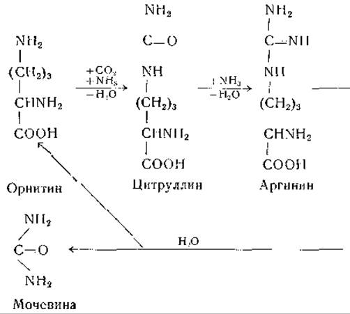 Аргинин и цитруллин. Орнитин цитруллин аргинин. Аргинин орнитин лизин. Синтез аргинина из цитруллина и аспартата. Расщепление аргинина на орнитин и мочевину.