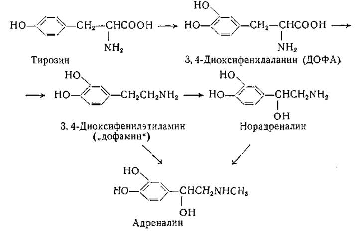Декарбоксилирование фенилаланина реакция. Превращение тирозина в Дофа. Декарбоксилирование тирозина. Декарбоксилирование Дофа.