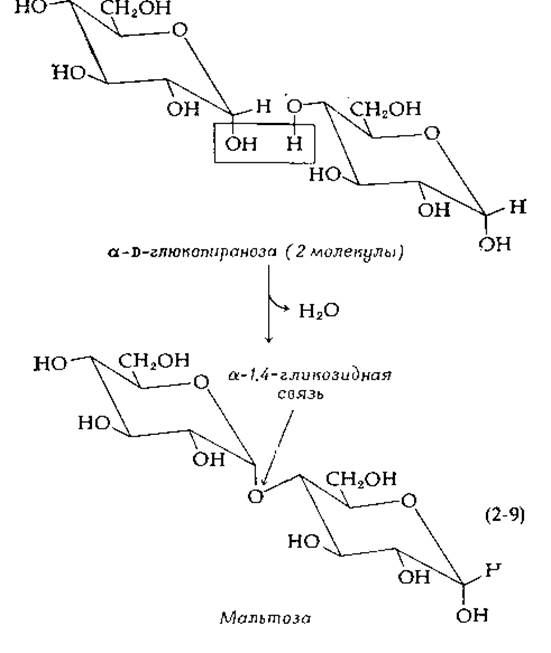 Превращение крахмала в глюкозу. Крахмал мальтоза. Превращение крахмала в мальтозу. Полисахариды функциональная группа.