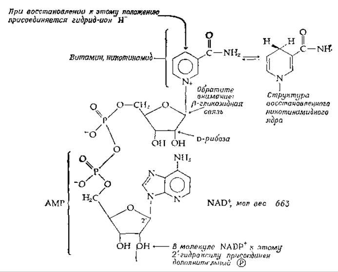 Синтез кофермента. Кофермент глюкозо-6-фосфатдегидрогеназы. Структура кофермента над. Глюкозо 6 фосфат дегидрогеназа. Аэробные дегидрогеназы.