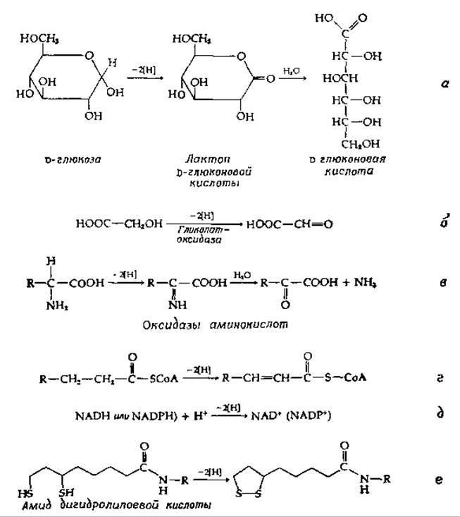Дегидрирование карбоновых кислот. Дегидрирование схема. Дефосфорилирования 5´-дезоксиадениловой кислоты. Дегидратация белков. Дегидрирование кислот.