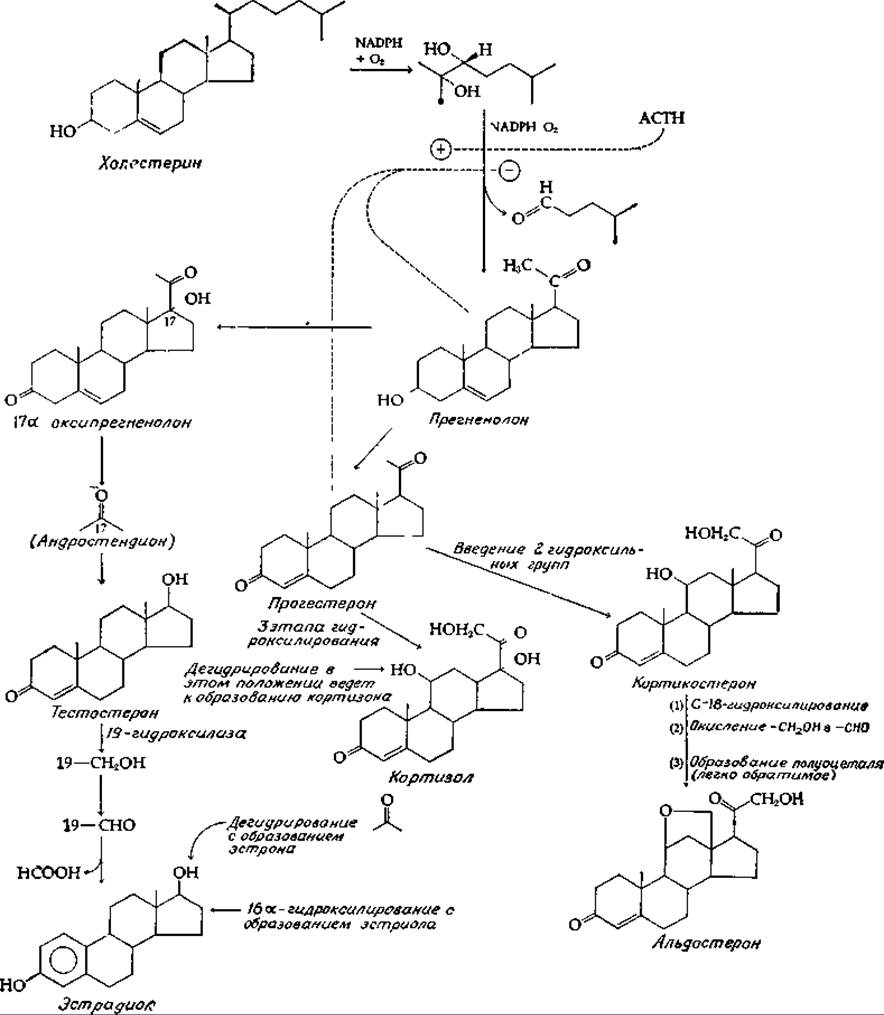 Схема синтеза стероидных гормонов
