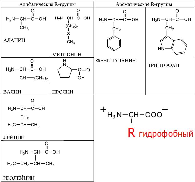 Белки функциональные группы. Классификация аминокислот алифатические ароматические. Таблица аминокислот биохимия. Алифатические аминокислоты формула. Классификация аминокислот биохимия таблица.
