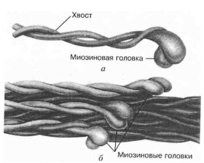 Миозиновый филамент строение. Строение миозиновых филаментов. Структура миозинового филамента. Строение Толстого филамента. Миозин мышечной ткани