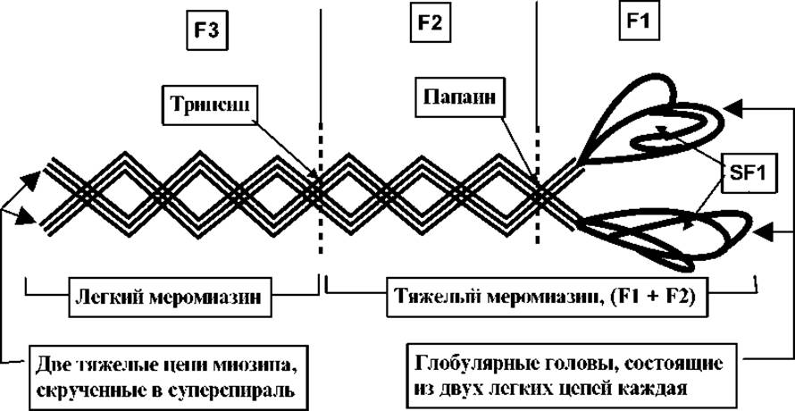 Синтез миозина. Схема строения молекулы миозина. Сократительный белок. Легкие цепи миозина. Сократительные белки мышечной ткани.