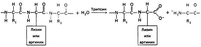 Расщепление полипептидов. Реакция катализируемая трипсином. Трипсин структура белка. Формула трипсина химия. Трипсин фермент формула.