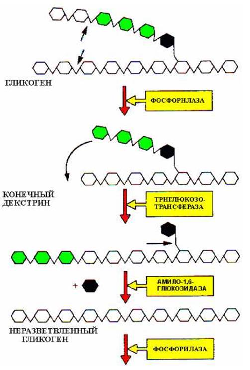 Гликогенолиз биохимия схема