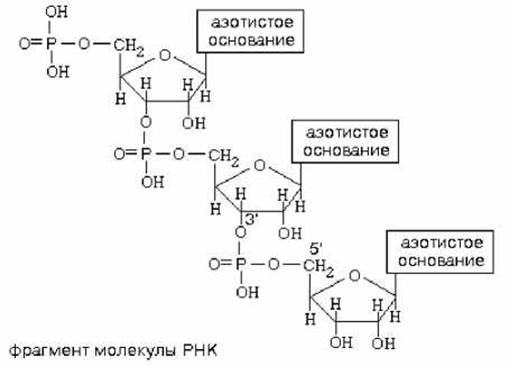 Фрагмент 48. Первичная структура РНК формула. Фрагмент первичной структуры РНК. Строение фрагмента РНК. Первичная структура молекулы РНК.