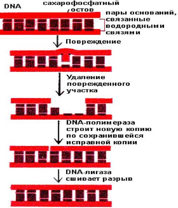 Dna отзывы. Репарация поврежденных участков ДНК.. Индуцированные повреждения ДНК. Депуринизация ДНК.