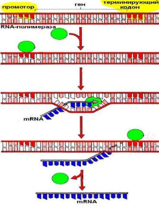Обеспечивает синтез рнк противодействует тургору. Транскрипция РНК схема. Синтез РНК транскрипция. Этапы биосинтеза ДНК инициация элонгация терминация. Биосинтез РНК транскрипция терминация.