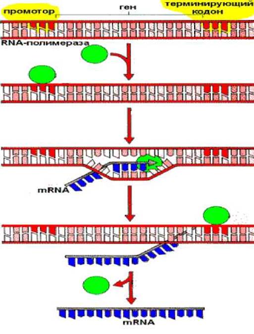 Транскрипция синтез мрнк. Транскрипция РНК схема. Синтез РНК транскрипция. Этапы биосинтеза ДНК инициация элонгация терминация. Транскрипция РНК на матричный цепи ДНК.