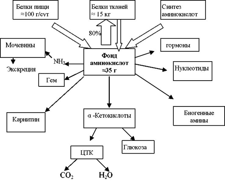 Схема применение аминокислот