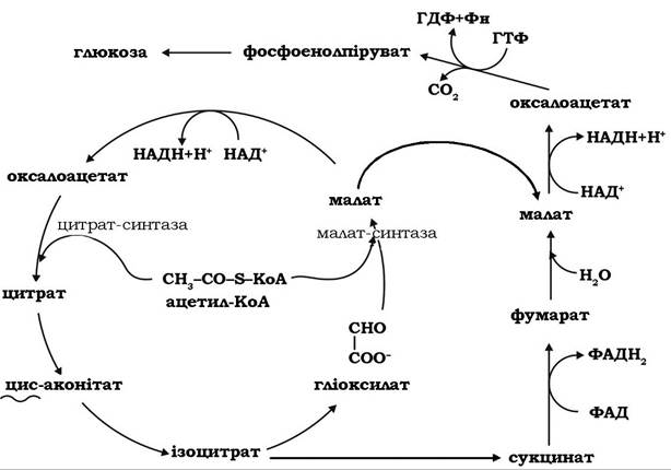 Схема синтеза глюкозы из лактата