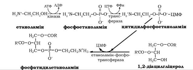 Схема образования 5 цмф