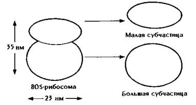 1 установи рисунок на котором представлен а о рибосома