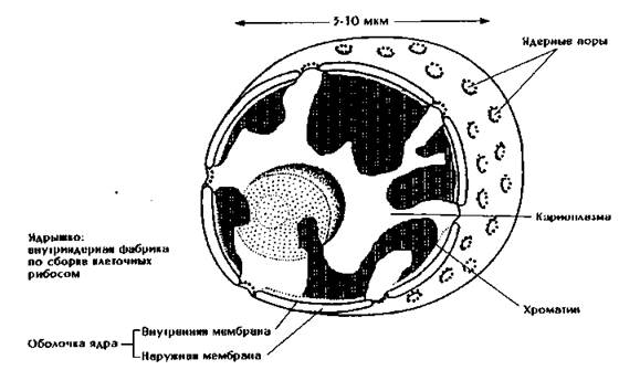 Извлечение соматического ядра клетки. Компоненты клетки ядро ядрышко. Строение ядра клетки рисунок. Ядро клеткияжерная порп. Поры ядра клетки.