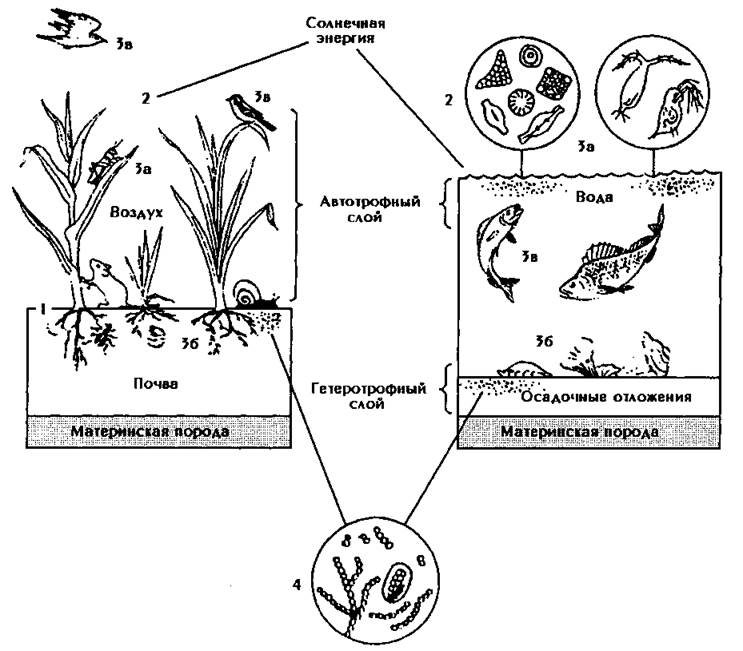 Причины смены биоценоза. Общая структура наземной и водной экосистем. Схеме структуры биогеоценоза (экосистемы):. Биогеоценоз пруда схема.