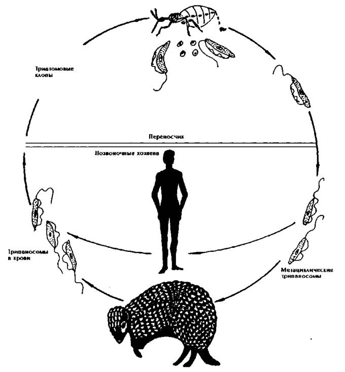 Рассмотрите рисунок на котором представлен цикл развития трипаносомы и ответьте на вопросы