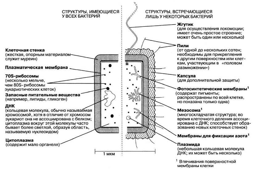 Презентация бактерии егэ