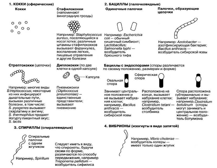 На рисунке показаны различные формы бактерий определите какой буквой обозначены кокки