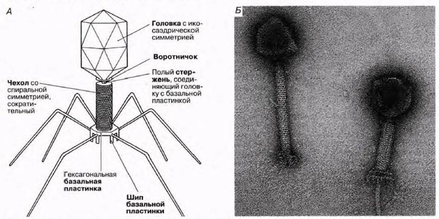 Рисунок вируса с подписями. Строение бактериофага т2. Строение вируса бактериофага. Вирусная частица бактериофаг строение. Строение вириона бактериофага.