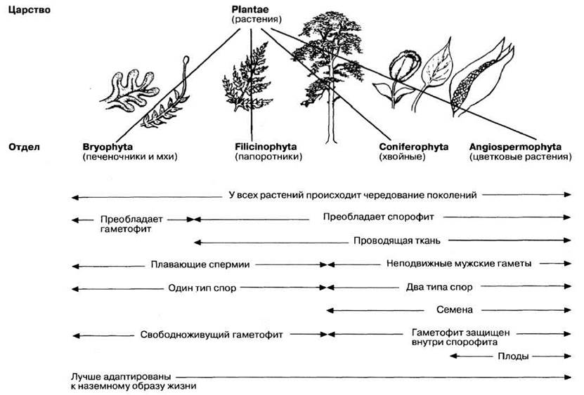 5 основных групп растений. Систематика царства растений. Систематика растений отделы растений. Царство растений отделы растений. Эволюционные изменения у растений.
