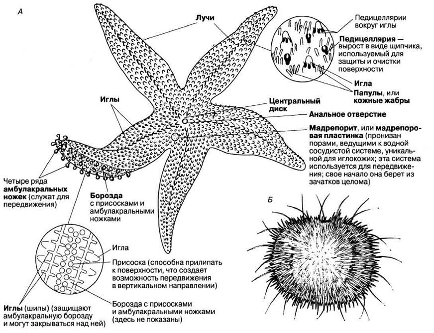Морская звезда половое размножение. Амбулакральная система иглокожих схема. Тип иглокожие внутреннее строение. Схема строения амбулакральной системы иглокожих. Амбулакральная система морской звезды схема.