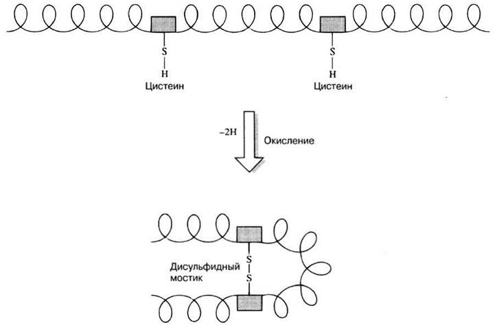 Образование дисульфидной связи. Образование дисульфидной связи в белках. Дисульфидные мостики. Дисульфидные мостики в белках образует аминокислота. Дисульфидные мостики окисления.