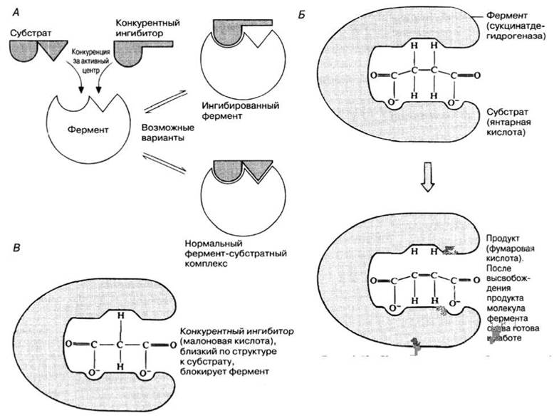 Схема конкурентного ингибирования