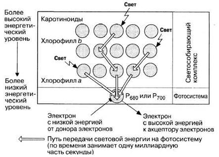 Схему фотохимических процессов возникающих в фоторецепторах при действии света и в условиях темноты