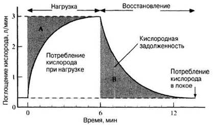 Поглощение кислорода. Потребление кислорода при физической нагрузке. Потребление кислорода в покое и при мышечной работе. Потребление кислорода при мышечной деятельности. Максимальное потребление кислорода при физической нагрузке.