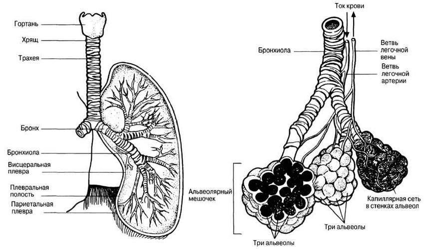 Органы дыхания у млекопитающих схема