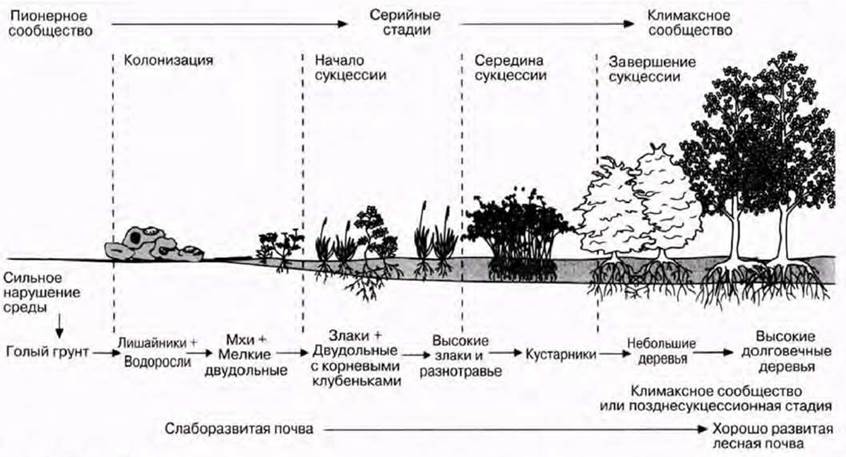 Пионерный проект это