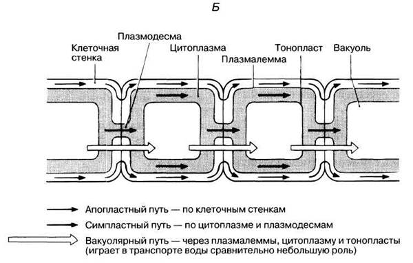 Симпластный апопластный вакуолярный пути транспорта веществ и их значение презентация