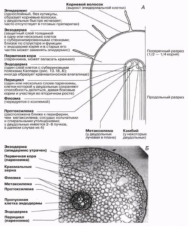 Рисунок первичное строение корня