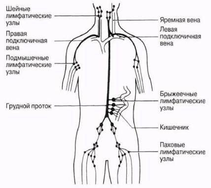 Схема образования лимфатических протоков