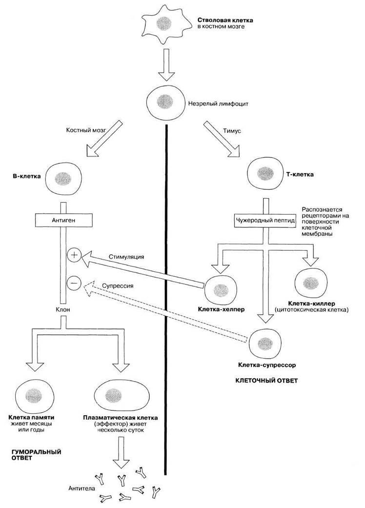 Клеточный иммунный ответ схема для тупых